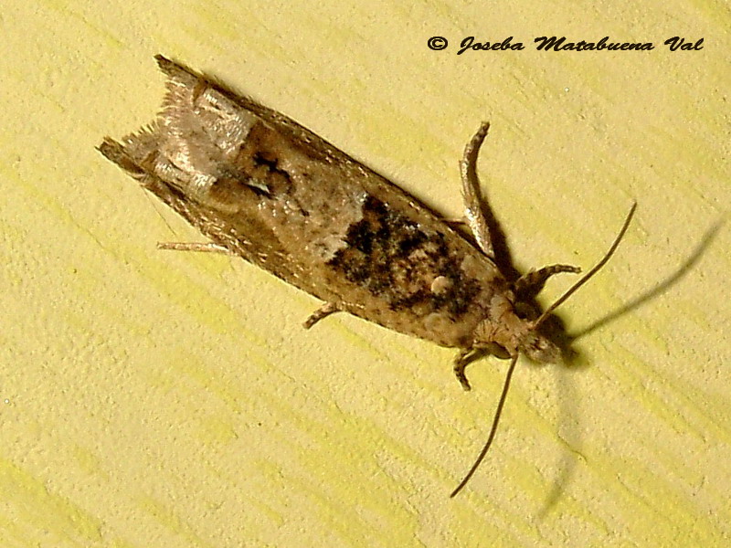 Crocidosema plebejana - Tortricidae ? Sì